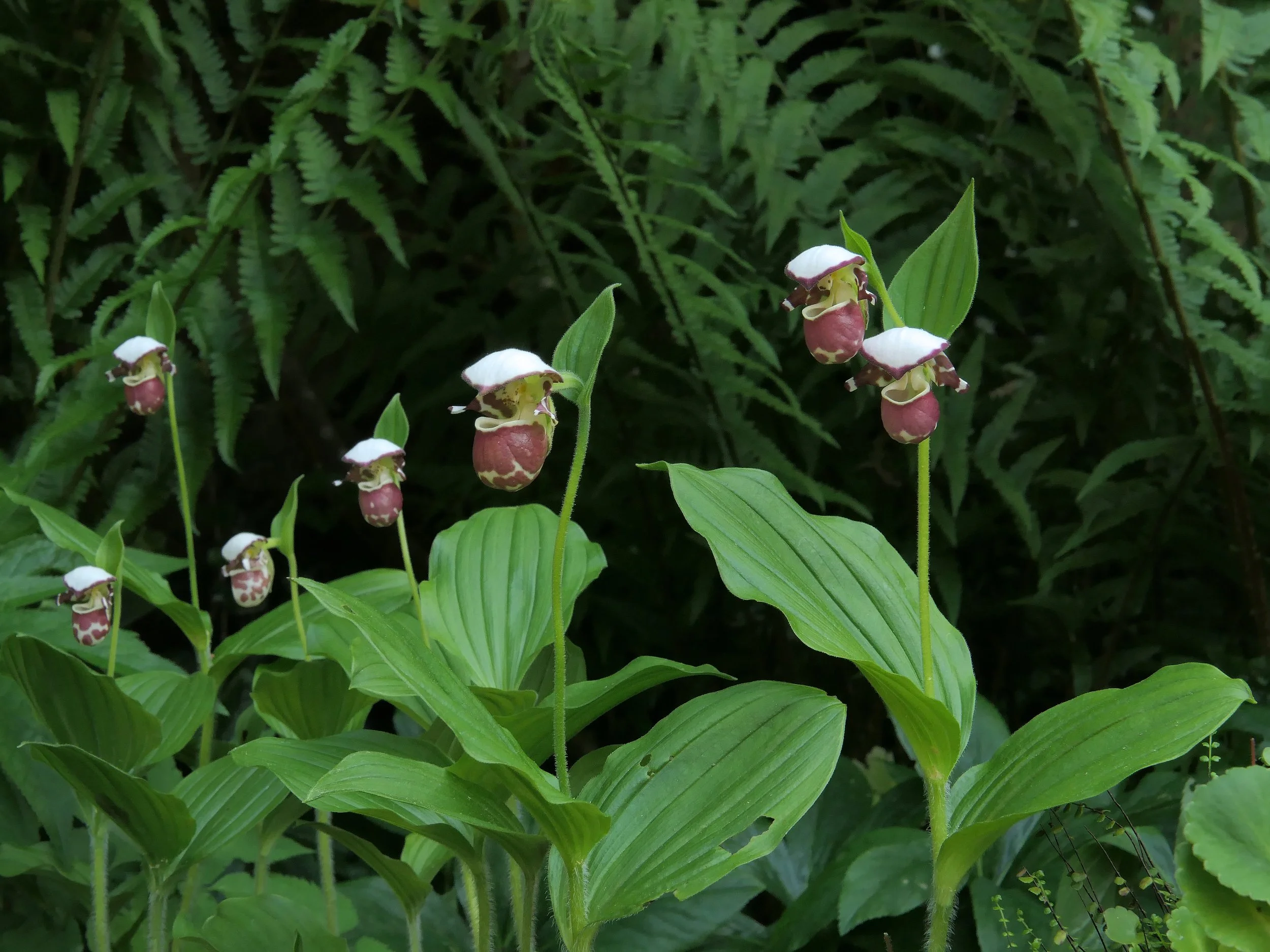 Cypripedium Frosch's Alaskan Beauty (Clone) — Hillside Nursery